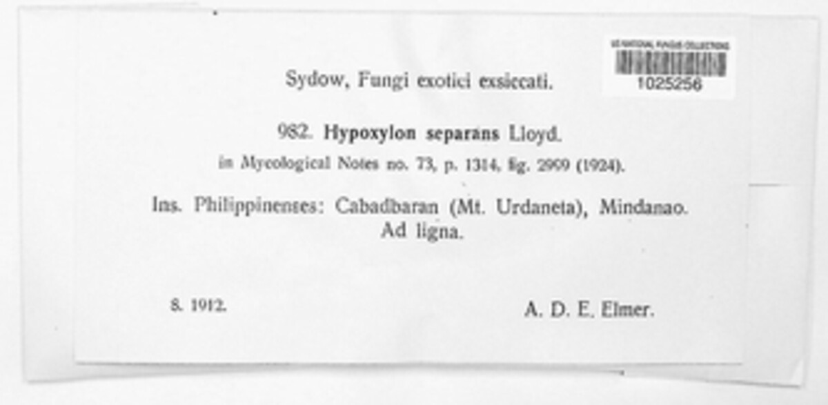 Hypoxylon seperans image